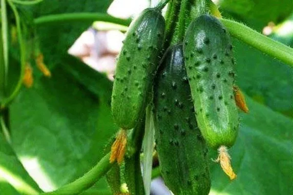 гибрид Чистые пруды