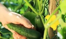 сбор урожая Чистых прудов