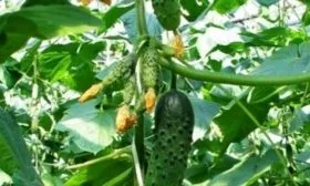 куст Чистых прудов