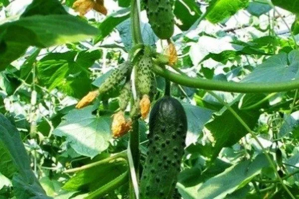 куст Чистых прудов