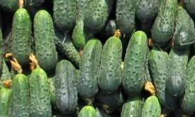 плоды Чистых прудов