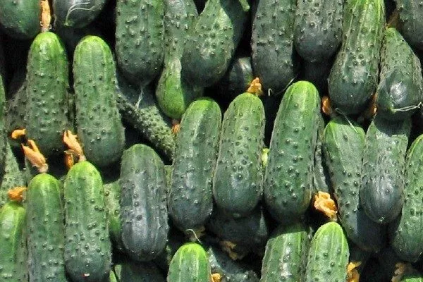 плоды Чистых прудов