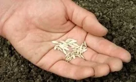 семена Чистых прудов