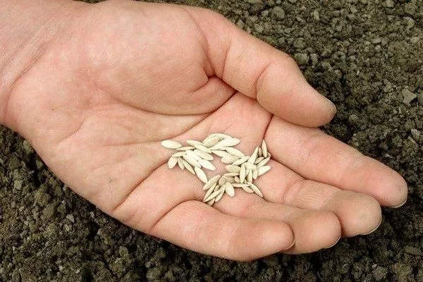 семена Чистых прудов