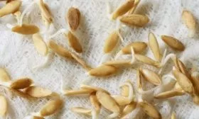 проращивание семян Чистых прудов