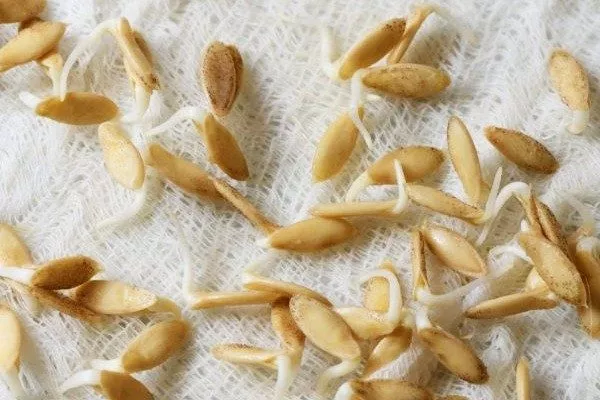 проращивание семян Чистых прудов