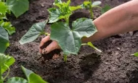 посадка гибрида Чистые пруды