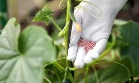 удобрение посадки Чистых прудов