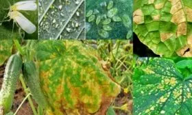 болезни и вредители Чистых прудов