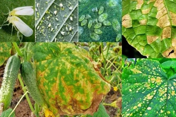 болезни и вредители Чистых прудов