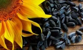 семечки Енисей