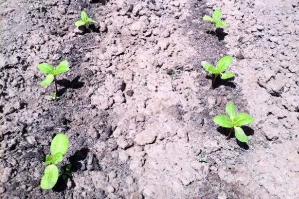 посадка сорта Енисей