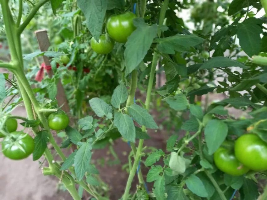 aleksandr-velikiy-2-119720