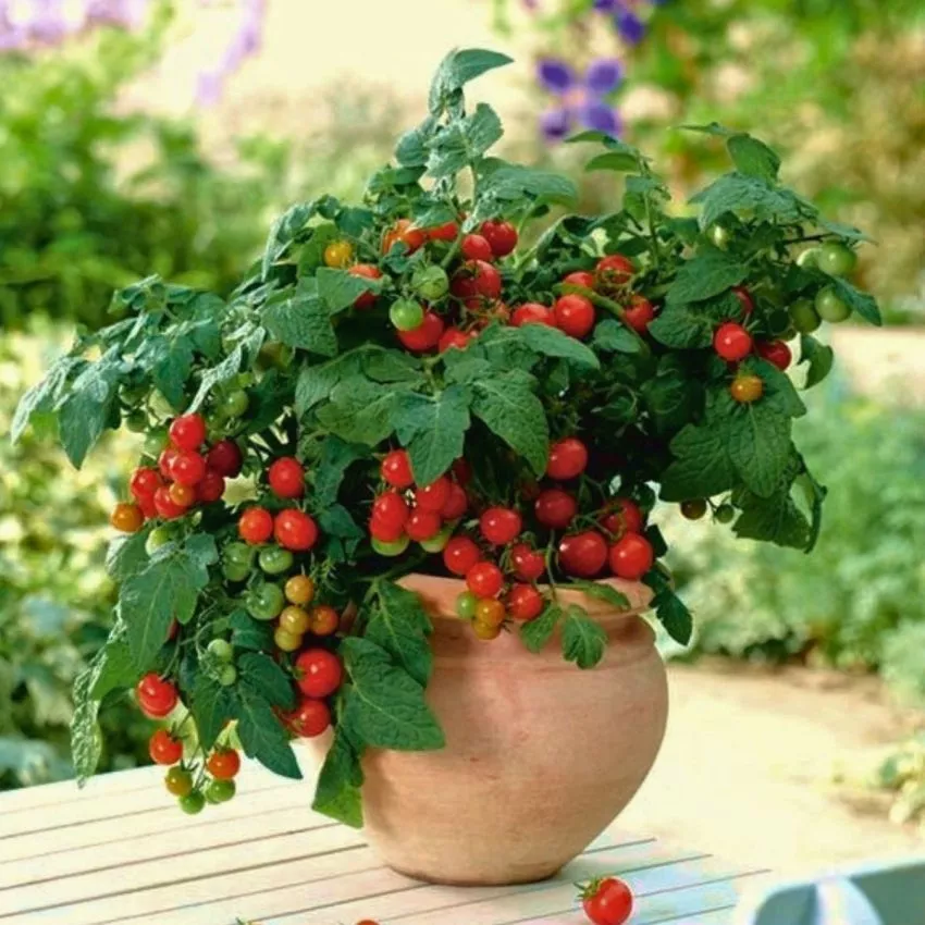 balkoni-red-2-117781