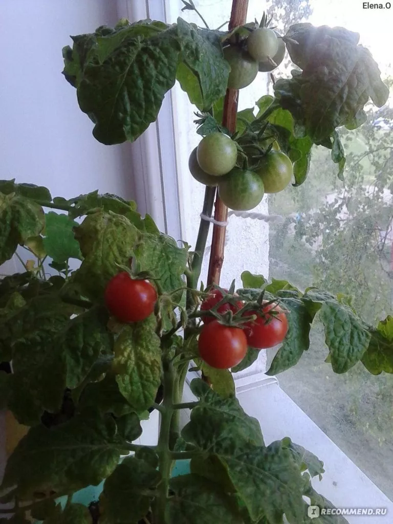 balkoni-red-4-117781