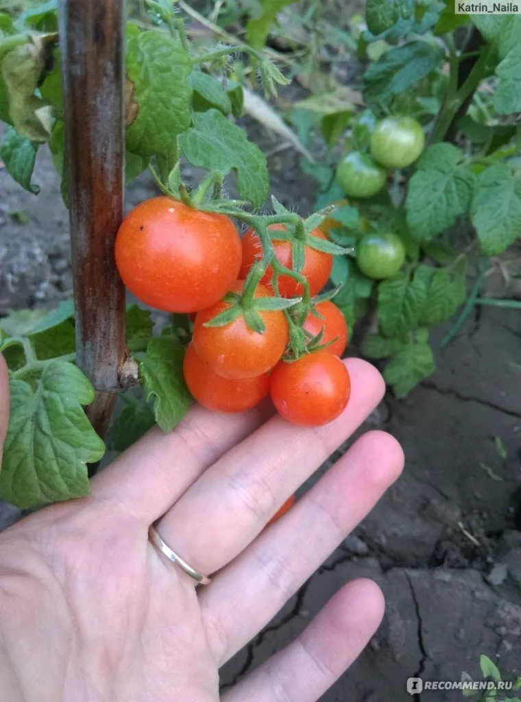 balkoni-red-5-117781