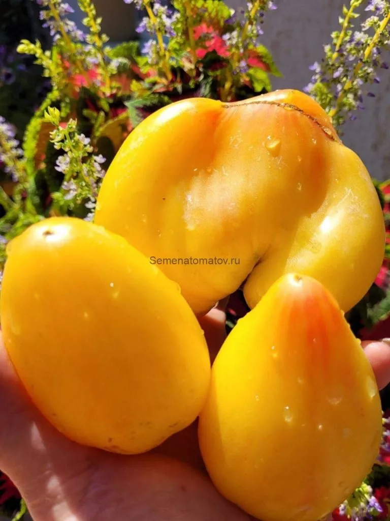 beloe-serdtse-sofii-1-118053