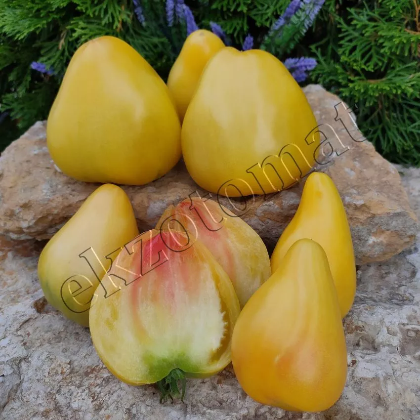 beloe-serdtse-sofii-2-118053