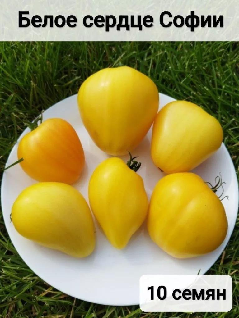 beloe-serdtse-sofii-3-118053