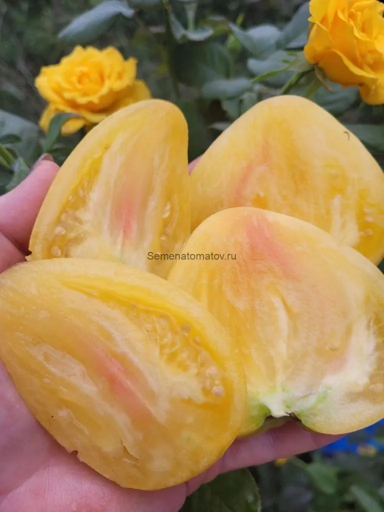 beloe-serdtse-sofii-5-118053