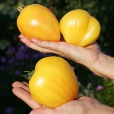 beloe-serdtse-sofii-6-118053