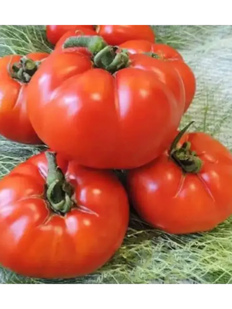 ispolin-malinovyy-1-126800