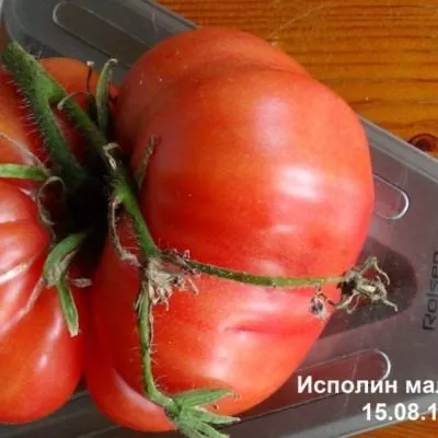 ispolin-malinovyy-3-126800