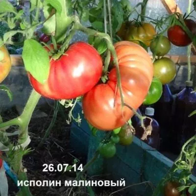 ispolin-malinovyy-4-126800