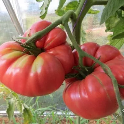 ispolin-malinovyy-5-126800