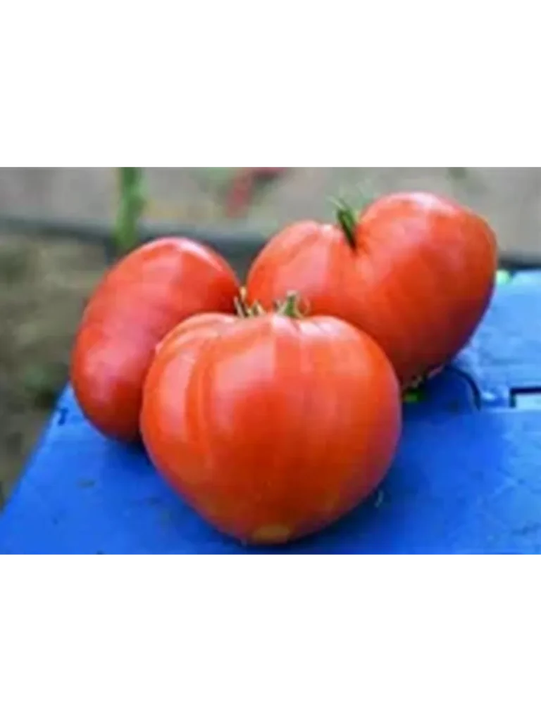 krymskoe-serdtse-5-119634