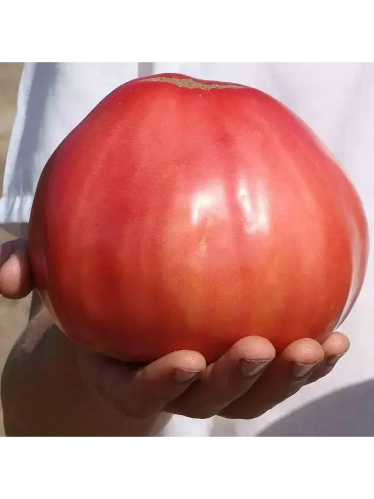 krymskoe-serdtse-6-119634