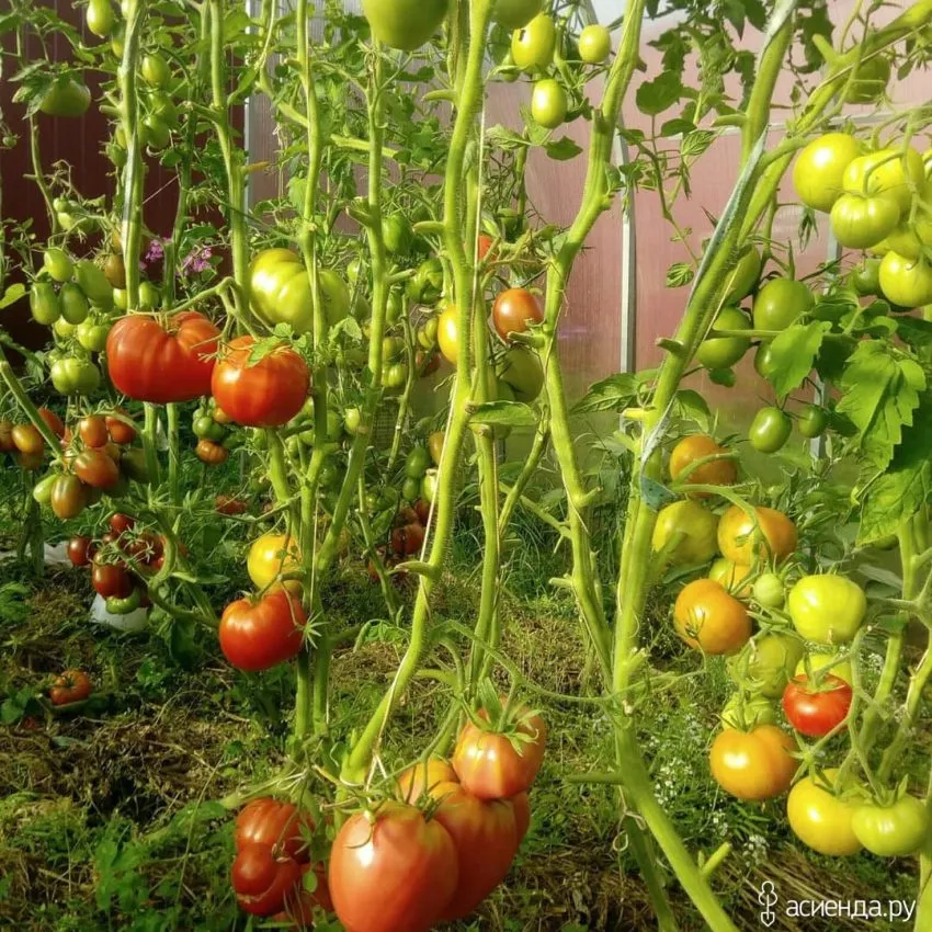 malinovyy-tyulen-2-119600