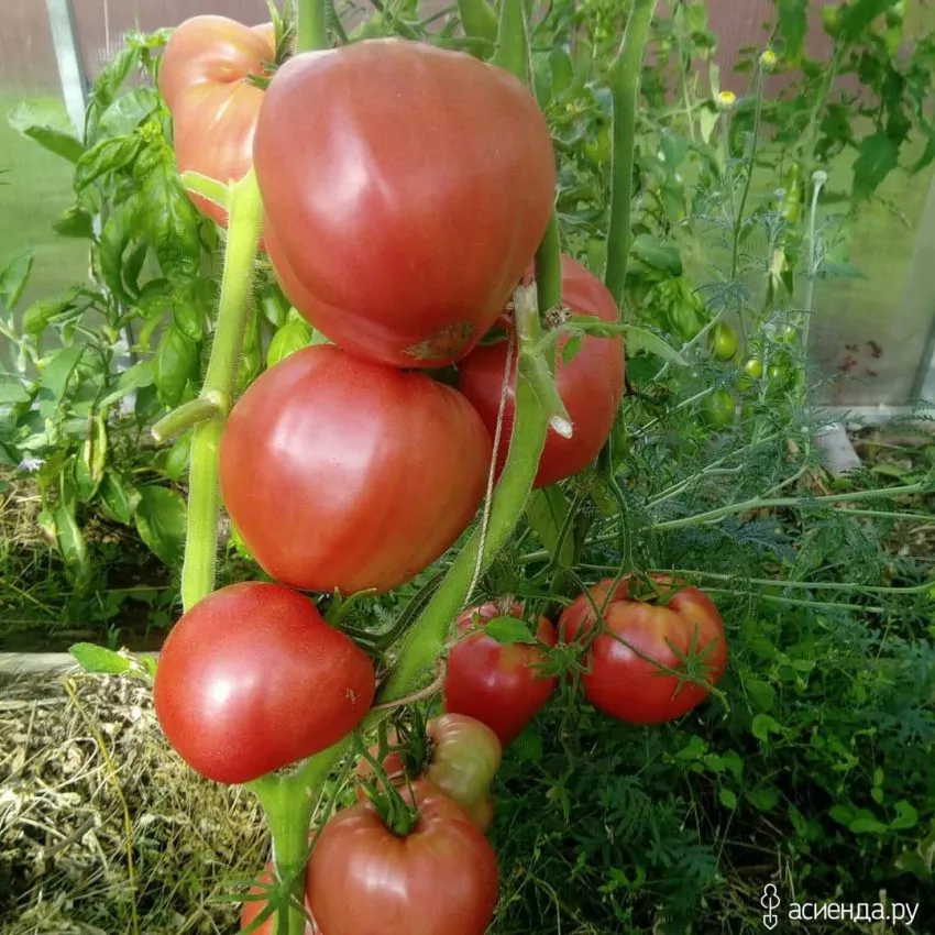 malinovyy-tyulen-3-119600