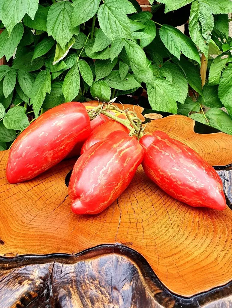 ognennaya-roza-1-119624