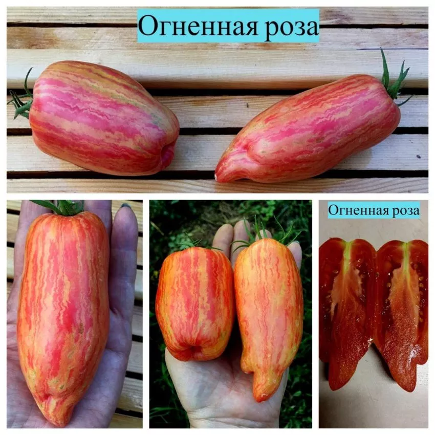 ognennaya-roza-2-119624