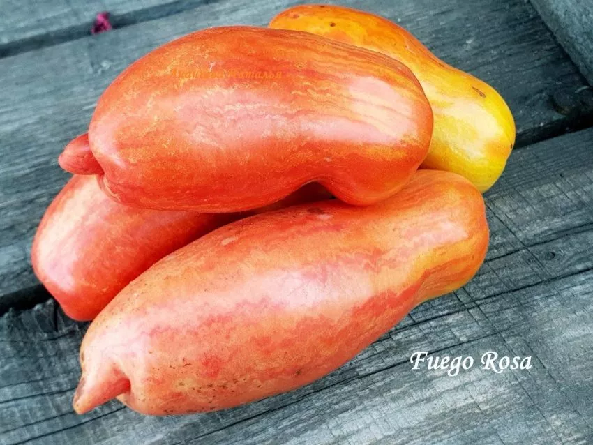 ognennaya-roza-3-119624