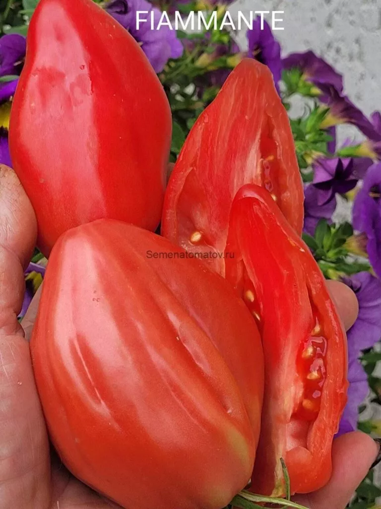 ognennaya-roza-4-119624