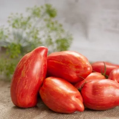 ognennaya-roza-5-119624