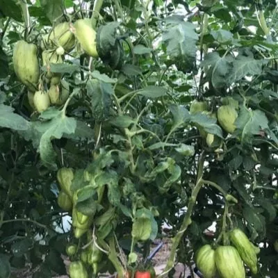 ognennaya-roza-6-119624