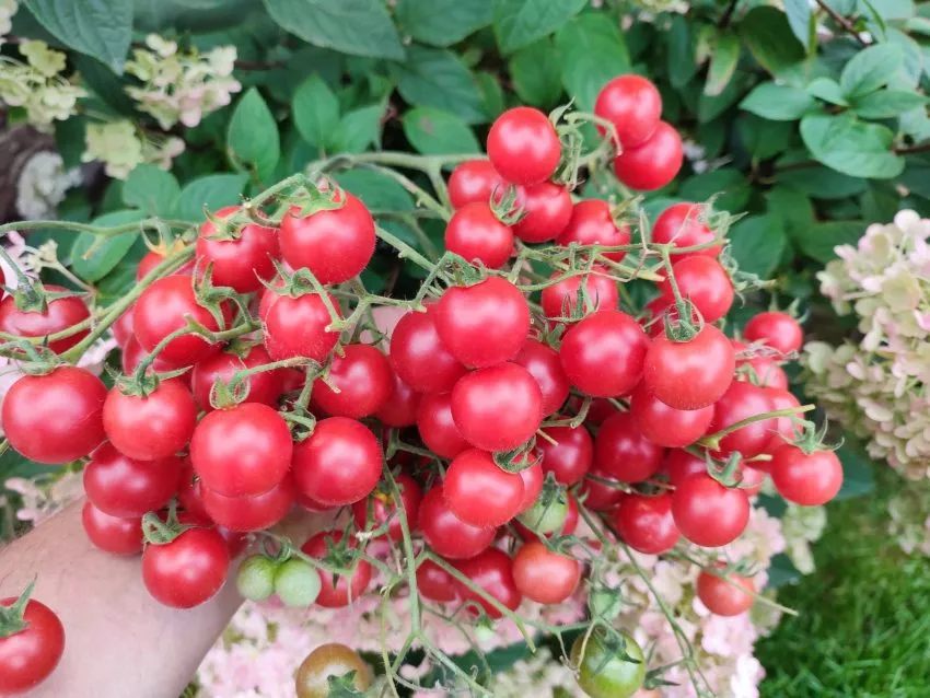 rozovyy-kvarts-multiflora-3-119738