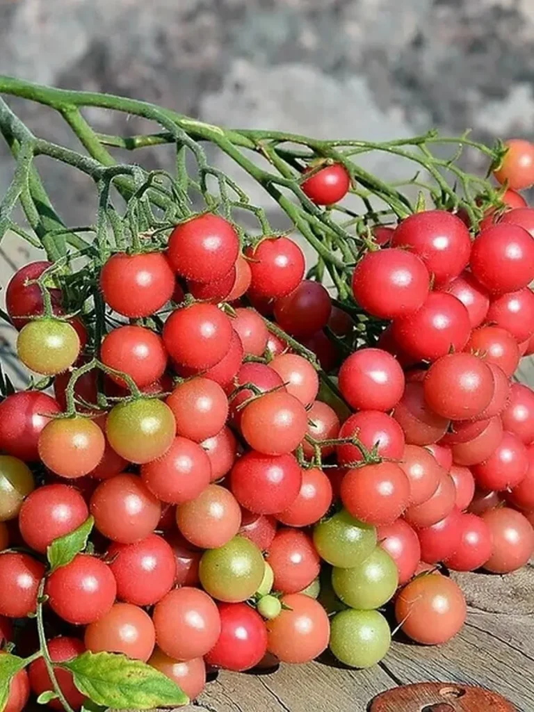 rozovyy-kvarts-multiflora-4-119738