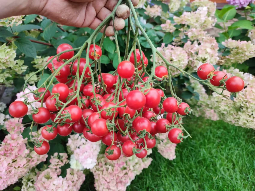 rozovyy-kvarts-multiflora-5-119738