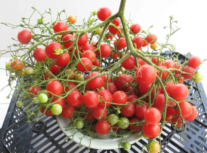 rozovyy-kvarts-multiflora-6-119738