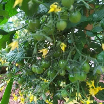 rozovyy-kvarts-multiflora-7-119738