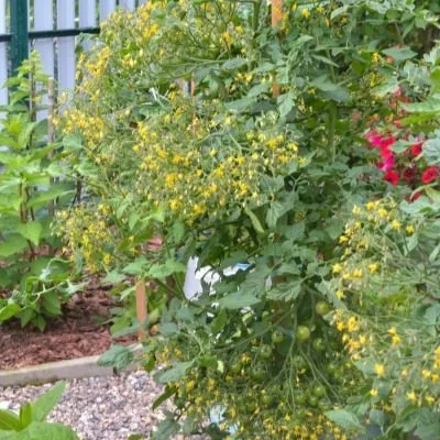 rozovyy-kvarts-multiflora-8-119738