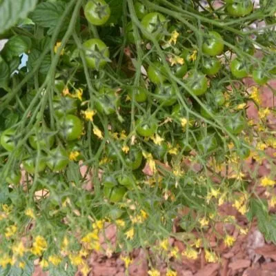 rozovyy-kvarts-multiflora-9-119738