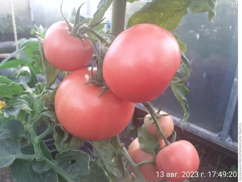 rozovyy-tsar-3-119503