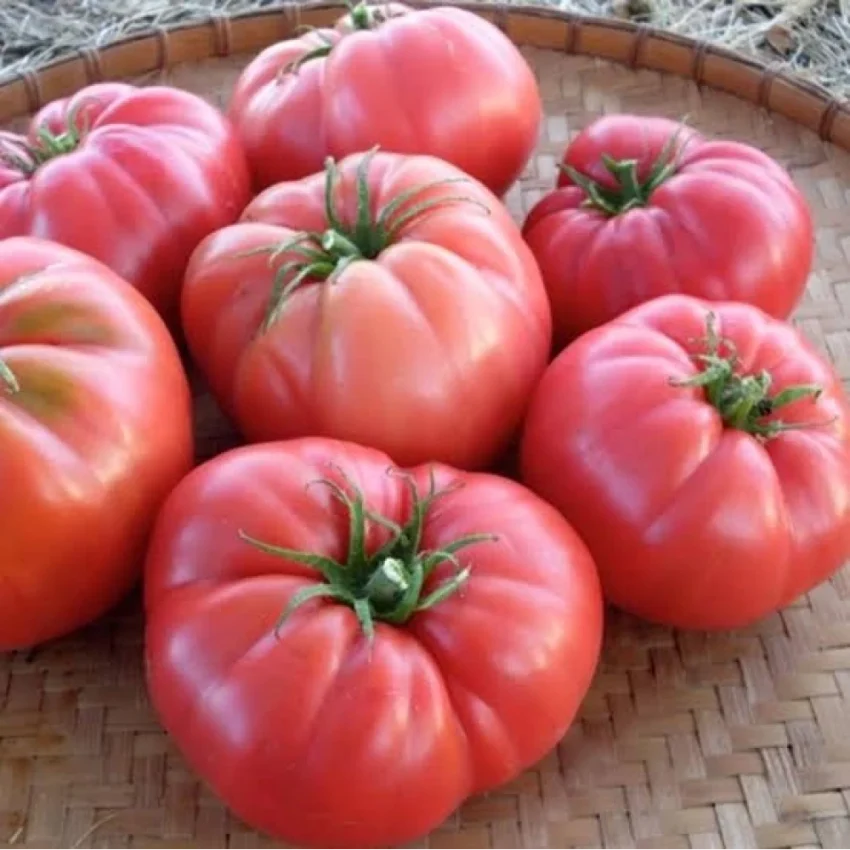 saharnaya-koroleva-1-119696