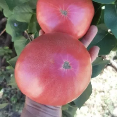 saharnaya-koroleva-2-119696