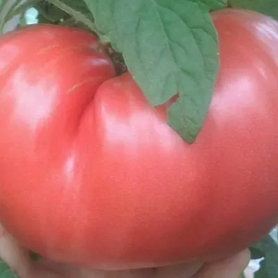 saharnaya-koroleva-3-119696